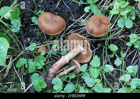 Cortinarius hinnuleus, known as Earthy Webcap, wild mushroom from ...