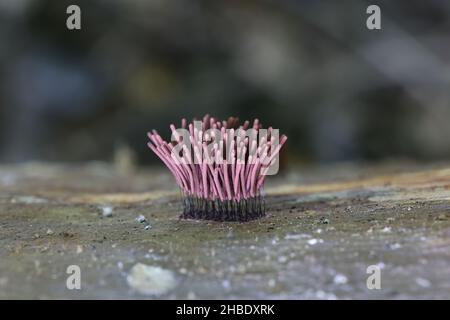 Stemonitis lignicola, known as the chocolate tube slime mold or mould Stock Photo