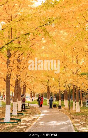 Beijing autumn ditan park view beautiful fall Stock Photo