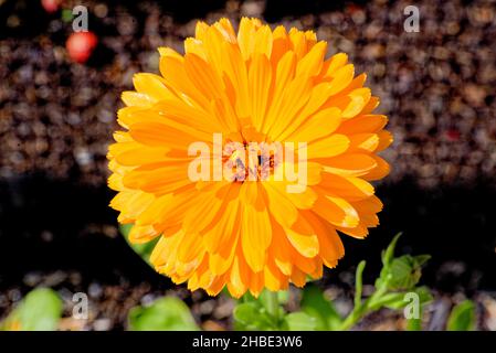 Close up of a single flower of the hardy annual pot marigold, Calendula officinalis 'Crown Orange' Stock Photo