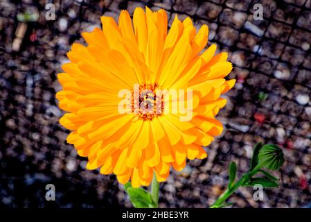 Close up of a single flower of the hardy annual pot marigold, Calendula officinalis 'Crown Orange' Stock Photo