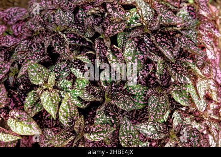 Polka Dot Plant - Pink and Green. Hypoestes, also known as the polka dot plant, a popular foliage houseplant. Background Stock Photo