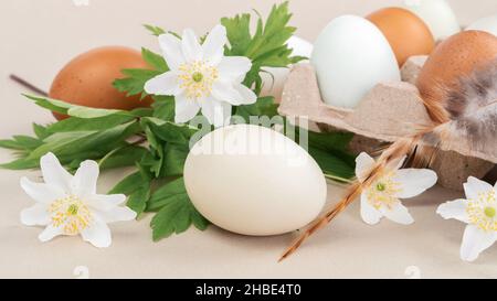Forest flowers of anemone in a composition with chicken eggs on a beige background close-up. Easter multicolored chicken eggs in a cardboard box. Stock Photo
