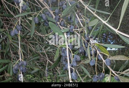 Wild olive-tree (Olea europaea var. sylvestris) Stock Photo