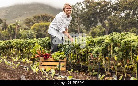 Carefree female chef harvesting fresh vegetables in an agricultural field. Self-sustainable female chef gathering a variety of freshly picked produce Stock Photo