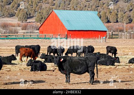 Black Angus cattle in front of a red barn on a cattle ranch near the small town of Silver Lake, Oregon. Stock Photo