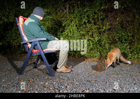 European red fox, (Vulpus vulpus), and hedgehog, (Erinaceus europaeus), in front of photographer, feeding on food, at nighttime, Lower Saxony, Germany Stock Photo