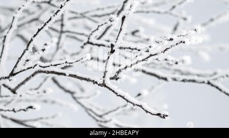 Tree branches in snow on frosty winter day, nature backgrounds Stock Photo