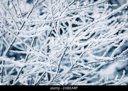 Winter nature background with tree branches covered with hoarfrost Stock Photo