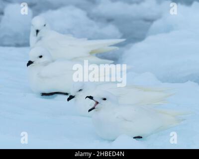 Snow petrels, Pagodroma nivea, roosting on ice along the Antarctic peninsula Stock Photo