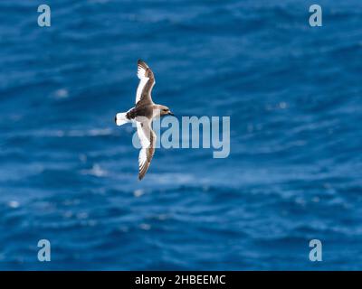 Antarctic Petrel, Thalassoica antarctica, a seabird in the Drake Passage to Antarctica Stock Photo