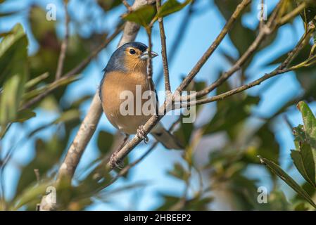 Chaffinch of the canariensis subspecies (Fringilla coelebs canariensis), male, endemic to La Gomera and Tenerife, photographed in Tenerife. Stock Photo