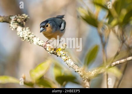 Chaffinch of the canariensis subspecies (Fringilla coelebs canariensis), male, endemic to La Gomera and Tenerife, photographed in Tenerife. Stock Photo