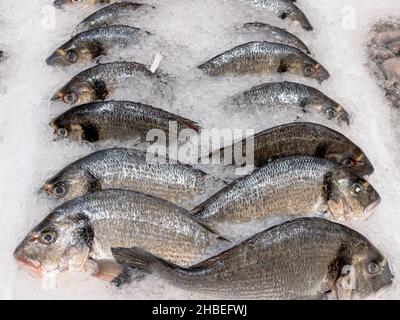 Sea bream fish on ice fresh fish sale Stock Photo