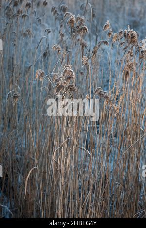 COMMON REED in the beach edge with frost on a very cold day Stock Photo