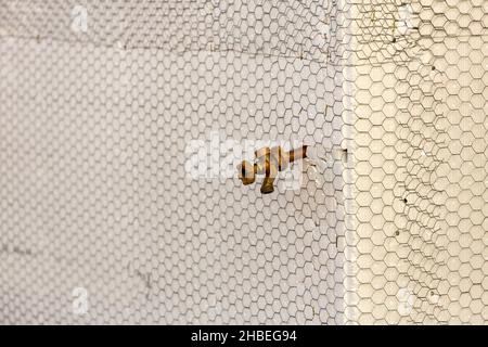 Construction mesh stretched over foam near a corner on a wall with a spigot Stock Photo