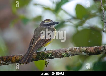 Golden-crowned Flycatcher  Myiodynastes chrysocephalus Cabanas San Isidro, Napo, Ecuador 13 December 2019       Adult       Tyrannidae Stock Photo