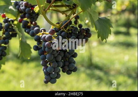 Red grapes on the vine Stock Photo