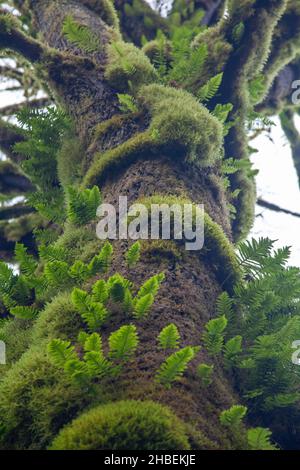 Close-up of ferns and moss growing on a rainforest tree near Hydro Buntzen Lake Park, British Columbia, Canada Stock Photo