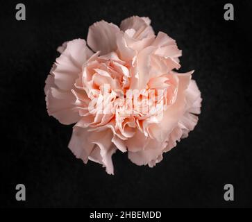 Delicate flower on a black background. On black background. Stock Photo