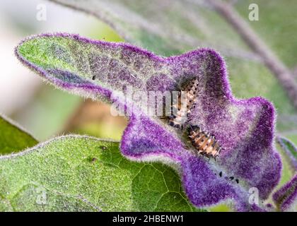 Caterpillar of Lady bug on aubergine violet leaf Stock Photo