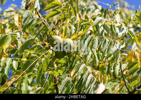Green walnuts on eastern black walnut tree - Juglans. Stock Photo