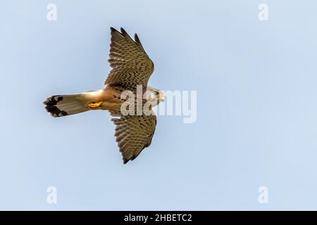 Male Kestrel, Falco-tinnunculus hovering looking for prey. Dorset, UK. Copy space Stock Photo