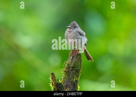 Smoke-colored Pewee  Contopus fumigatus Cabanas San Isidro, Napo, Ecuador 13 December 2019     Adult        Tyrannidae Stock Photo