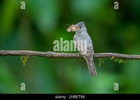 Smoke-colored Pewee  Contopus fumigatus Cabanas San Isidro, Napo, Ecuador 13 December 2019     Adult        Tyrannidae Stock Photo