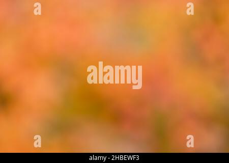 Autumn leaves form a beautiful background with rich orange colors when photographed out of focus Stock Photo