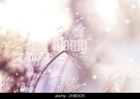Beautiful winter seasonal background with dry plants against sparkling bokeh Stock Photo