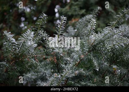 Christmas, winter background with frosty thuja tree. Macro shot Stock Photo