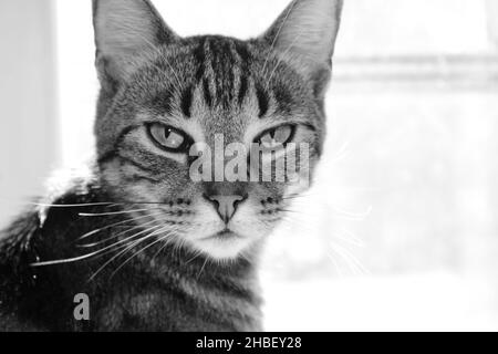 Portrait of a tabby cat in black and white focused close starring at the camera. Angry looking focused cat. Funny. Concept Stock Photo