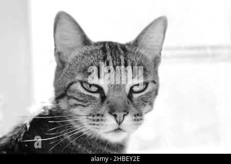 Unimpressed grumpy cat in black and white Stock Photo