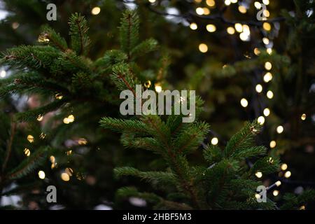 Christmas tree with soft blurry lights Stock Photo