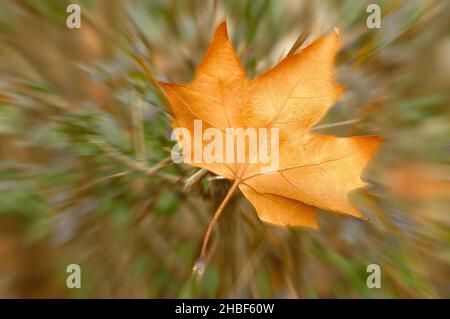 Fallen yellow and red maple leaf radial blur effect Stock Photo
