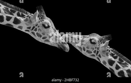 Two Couple Giraffe Love On The Black Background Stock Photo