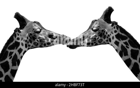 Two Giraffe Love On The White Background Stock Photo