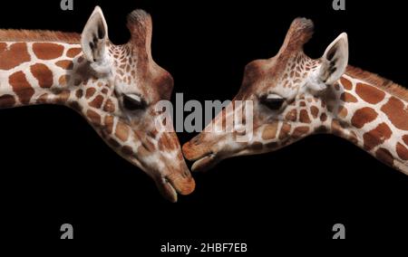 Beautiful Couple Giraffe Kiss On The Black Background Stock Photo