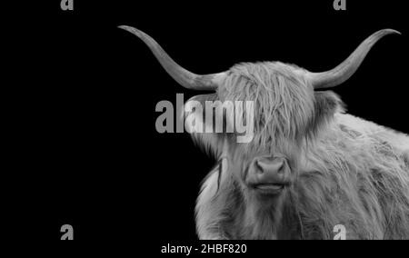 Beautiful Black And White Highland Cattle With Big Hair On The Black Background Stock Photo