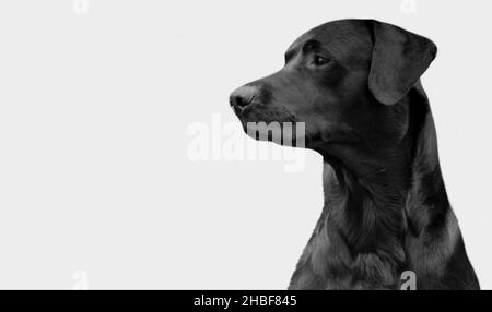 Amazing Black Labrador Retriever Dog Cute Face On The Dark Background Stock Photo
