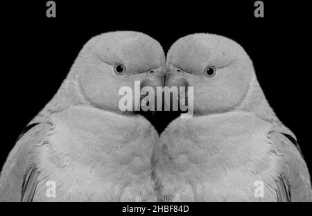 Cute Beautiful Couple Parrot Birds Love On The Black Background Stock Photo