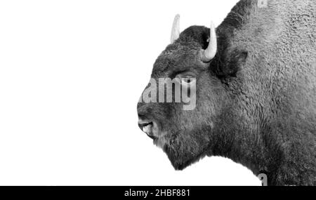 Big And Heavy Bison Face On The White Background Stock Photo