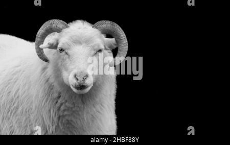 Big Horn Cute Sheep Smiling Face Stock Photo