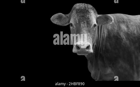 Amazing Cow Looking Front Of Me Stock Photo