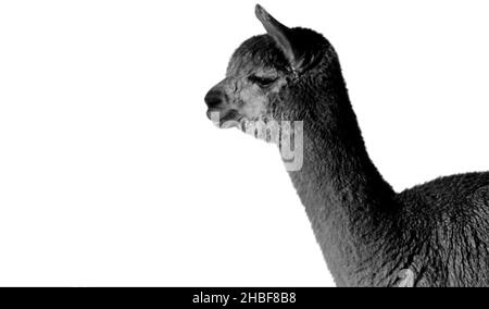 Cute Baby Alpaca Isolated On The White Background Stock Photo