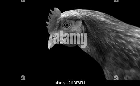 Hen Looking Down On The Dark Background Stock Photo