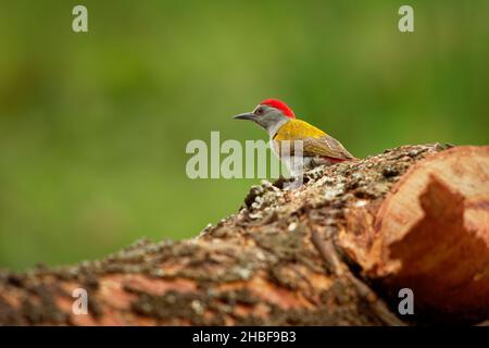 Gray-headed Woodpecker - Dendropicos (Chloropicus) spodocephalus or Eastern grey or Mountain gray woodpecker, bird in family Picidae, resident breeder Stock Photo