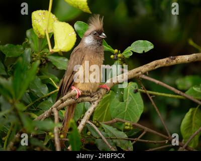 Speckled Mousebird - Colius striatus largest species of mousebird, the most common, found throughout most of Central, Eastern and Southern Africa, lon Stock Photo