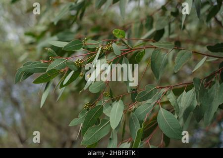 Eucalyptus tree branch,evergreen plants nature Stock Photo